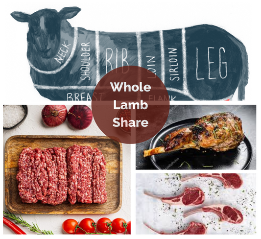 lamb butchering diagram with ground lamb, slow roasted leg of lamb, and bone in lamb rib chops